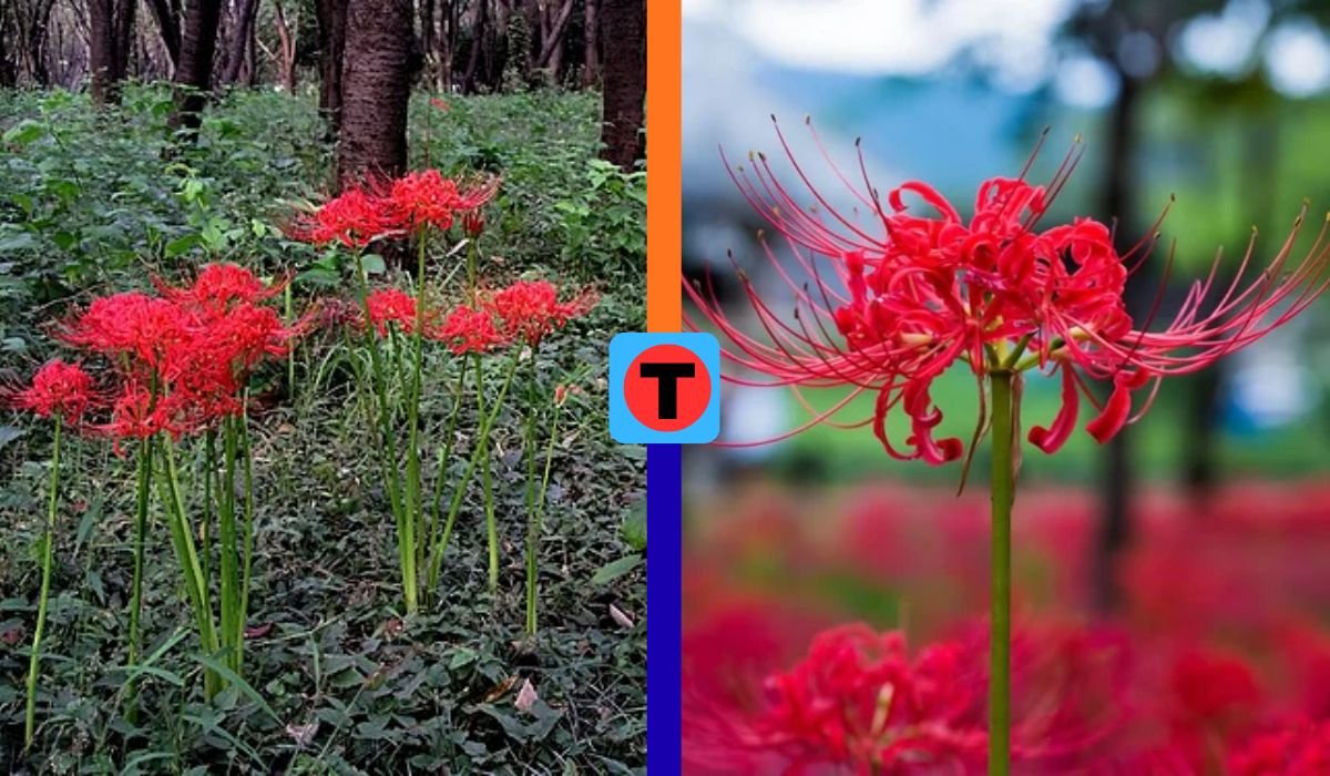 spider lily meaning